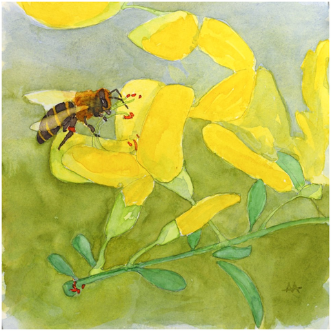 Unframed Print  - "Honeybee on Scotch Broom"