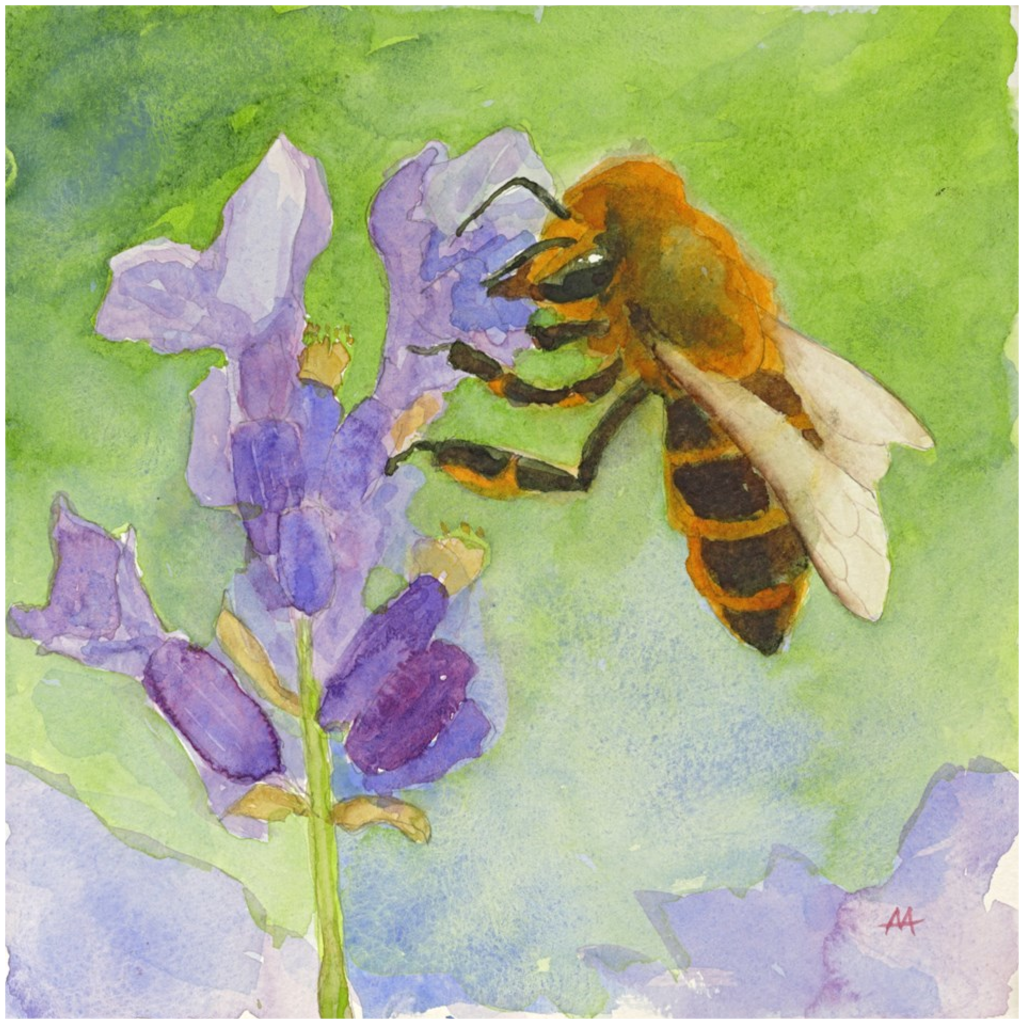 Unframed Print  - "Honeybee on Lavender"