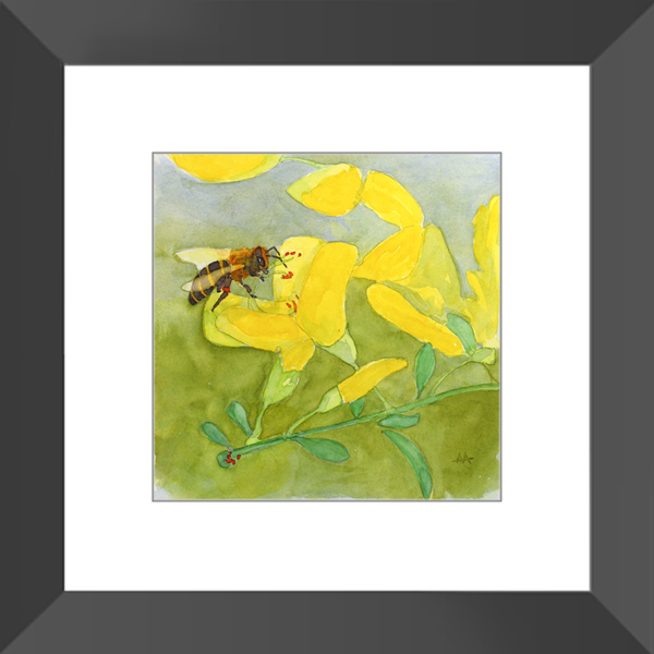 Framed Art Print - "Honeybee on Scotch Broom"